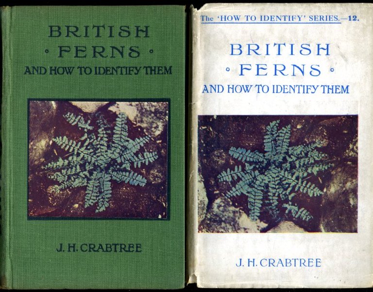 British Ferns : And How to Identify Them | Immagine Gallery 2
