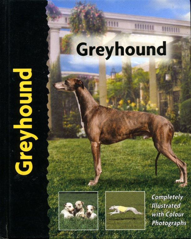 Greyhound (Pet love) | Immagine Gallery 2
