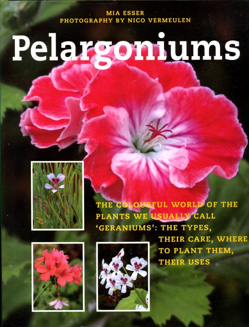 Pelargoniums | Immagine principale