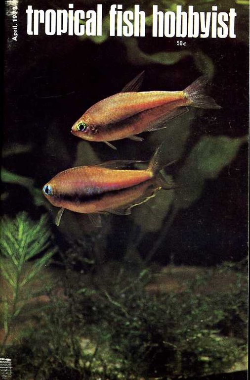Tropical Fish Hobbyist - April 1972 | Immagine Gallery 2