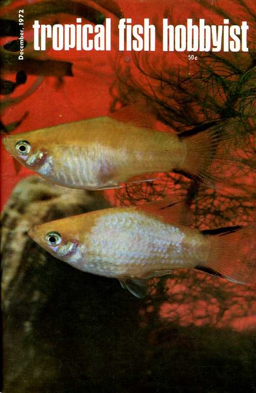 Tropical Fish Hobbyist - December 1972 | Immagine Gallery 2