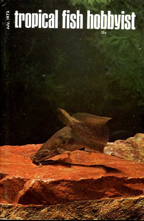 Tropical Fish Hobbyist - July 1972 | Immagine Gallery 2