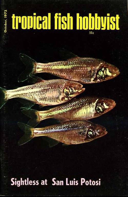 Tropical Fish Hobbyist - October 1972 | Immagine Gallery 2