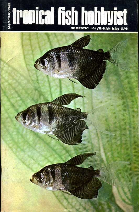 Tropical Fish Hobbyist - September 1968 | Immagine principale