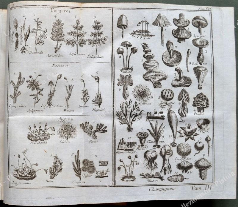 (Botanica ‚Äì ediz. ‚Äò700 illustrata) ROZIER FRANCOIS. &quot;DEMOSTRATIOS ELEMENTAIRES DE …