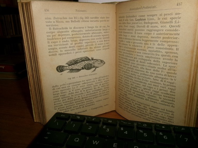 ACHILLE GRIFFINI. ITTIOLOGIA ITALIANA Descrizione dei Pesci di Mare...HOEPLI 1903