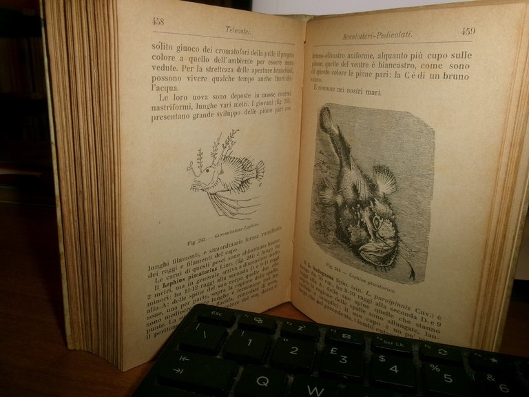 ACHILLE GRIFFINI. ITTIOLOGIA ITALIANA Descrizione dei Pesci di Mare...HOEPLI 1903