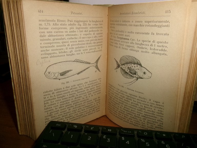 ACHILLE GRIFFINI. ITTIOLOGIA ITALIANA Descrizione dei Pesci di Mare...HOEPLI 1903
