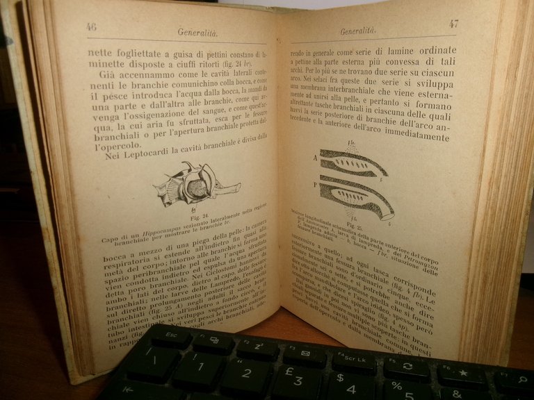 ACHILLE GRIFFINI. ITTIOLOGIA ITALIANA Descrizione dei Pesci di Mare...HOEPLI 1903