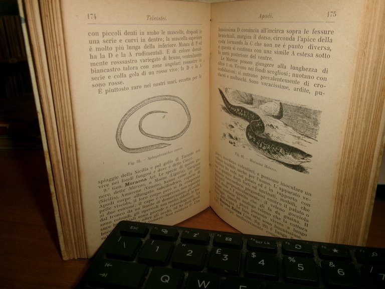 ACHILLE GRIFFINI. ITTIOLOGIA ITALIANA Descrizione dei Pesci di Mare...HOEPLI 1903