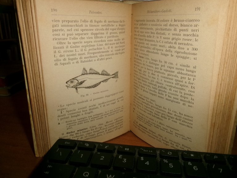 ACHILLE GRIFFINI. ITTIOLOGIA ITALIANA Descrizione dei Pesci di Mare...HOEPLI 1903