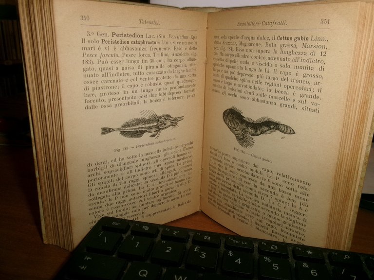 ACHILLE GRIFFINI. ITTIOLOGIA ITALIANA Descrizione dei Pesci di Mare...HOEPLI 1903