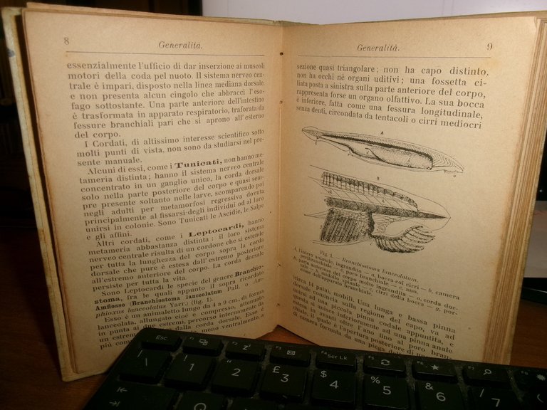 ACHILLE GRIFFINI. ITTIOLOGIA ITALIANA Descrizione dei Pesci di Mare...HOEPLI 1903