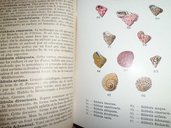 ATLAS DE POCHE DES COQUILLES DES COTES DE FRANCE