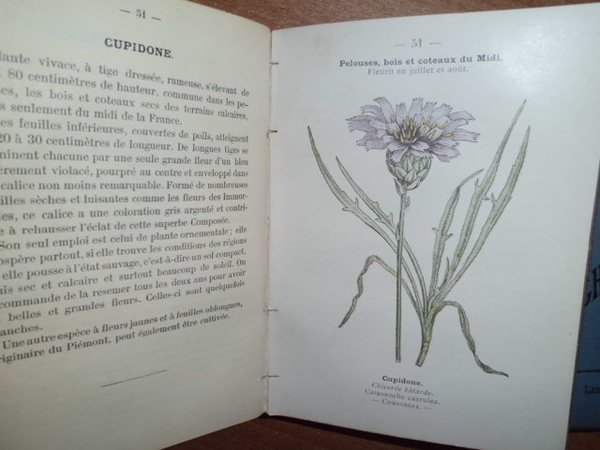 ATLAS DE POCHE DES PLANTES DES CHAMPS, DES PRAIRIES ET …