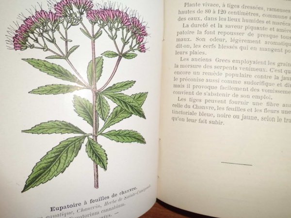 ATLAS DE POCHE DES PLANTES DES CHAMPS, DES PRAIRIES ET …