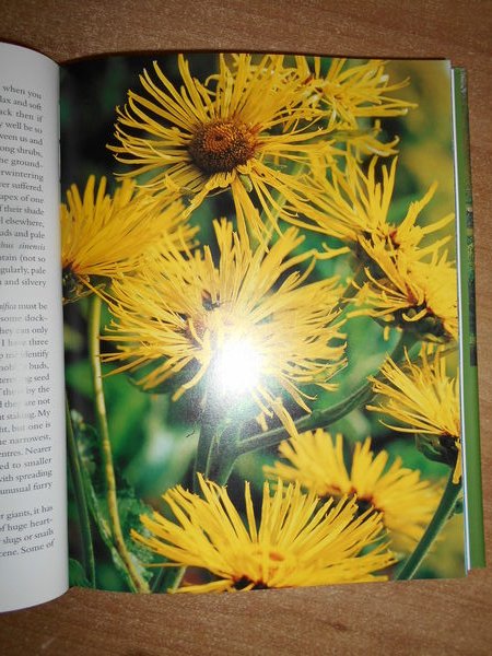 BETH CHATTO'S DAMP GARDEN. Moisture-Loving Plants for year-round interest