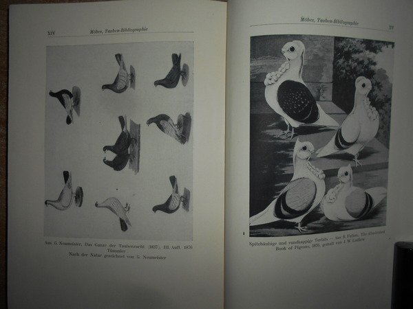 Bibliographie der Tauben