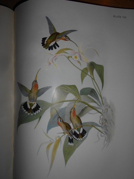 BIRD BOOKS AND BIRD ART. An outline of the Literary …