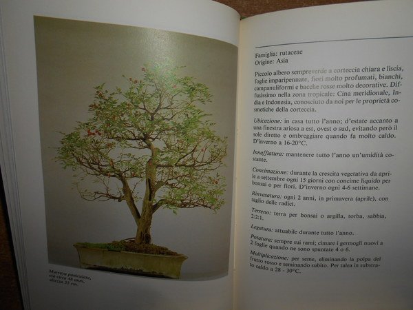 BONSAI per interni