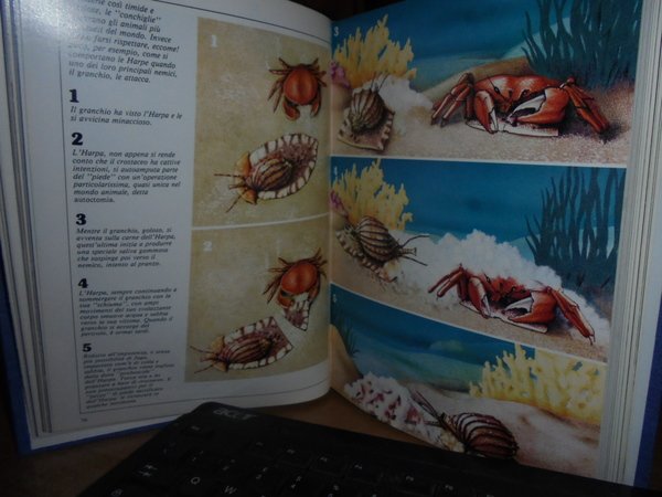 Conchiglie di tutti i mari - 4 volumi