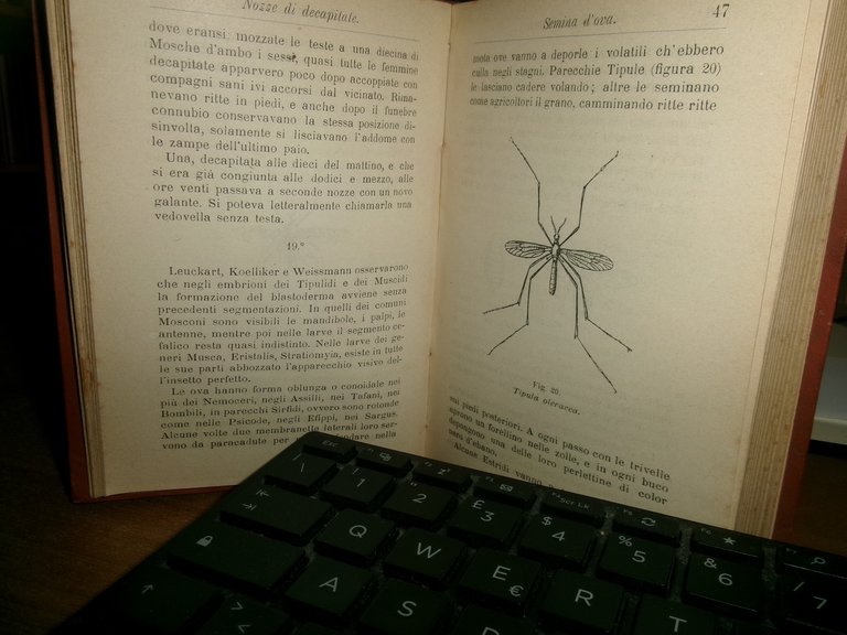 Ditteri Italiani. Manuali Hoepli - LIOY Paolo - Prima edizione …