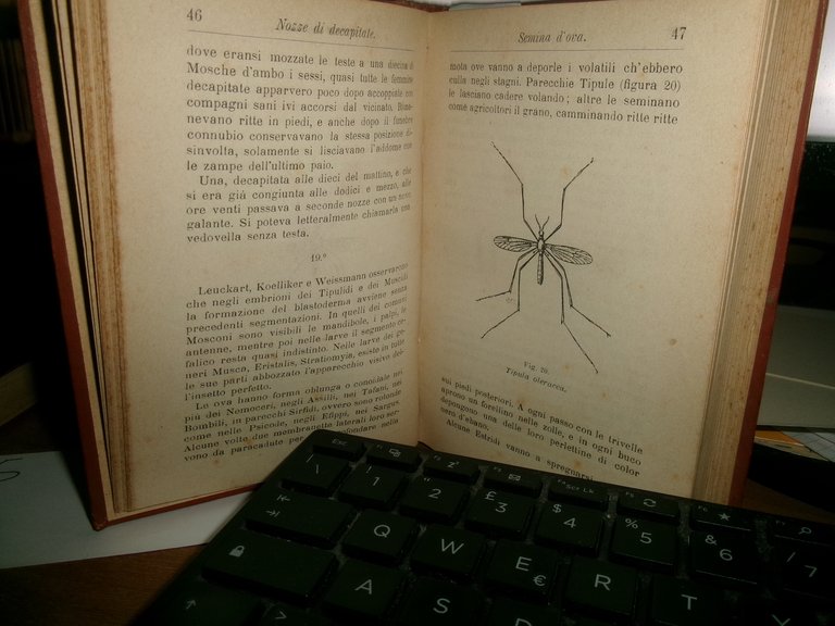 DITTERI ITALIANI. MANUALI HOEPLI.