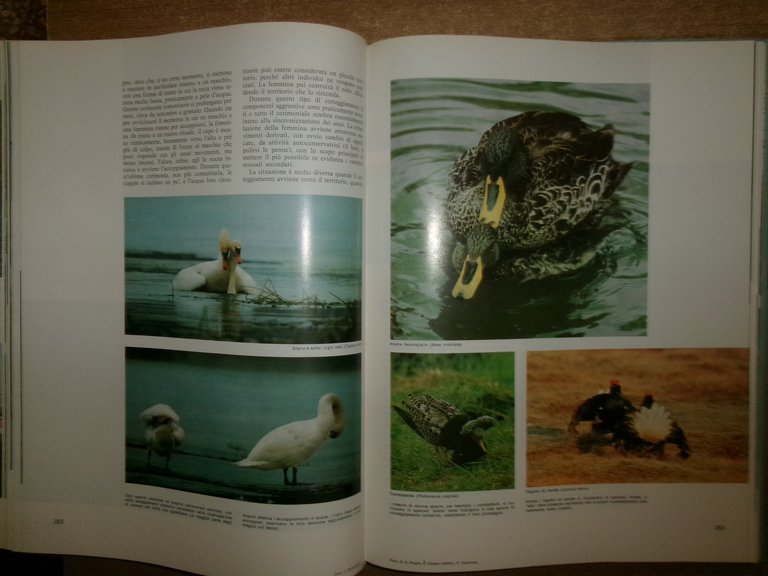 Enciclopedia degli UCCELLI d' EUROPA a cura di Sergio Frugis. …