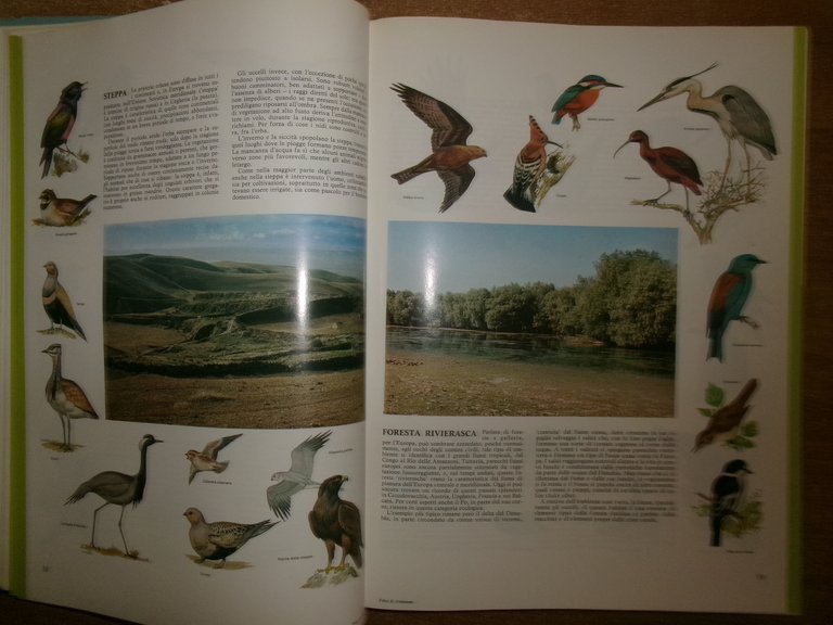 Enciclopedia degli UCCELLI d' EUROPA a cura di Sergio Frugis. …