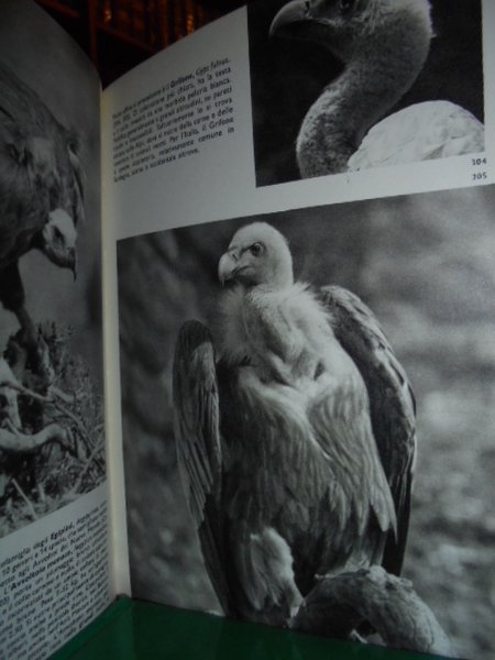 Enciclopedia illustrata degli uccelli