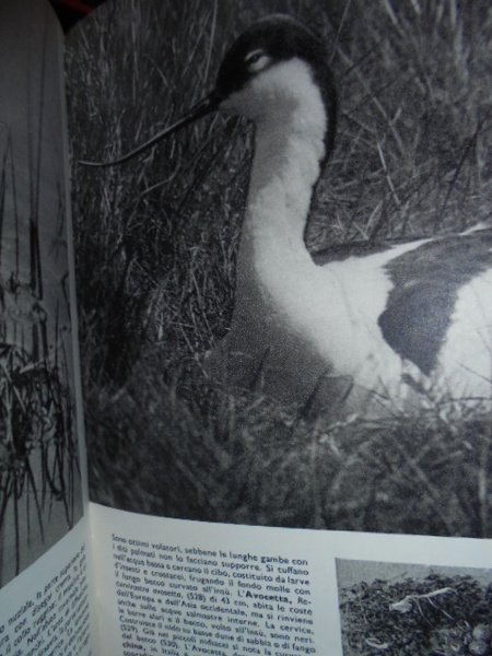 Enciclopedia illustrata degli uccelli