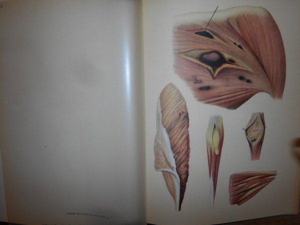 Entwicklung und Bibliographie der Pathologisch-Anatomischen Abbildung
