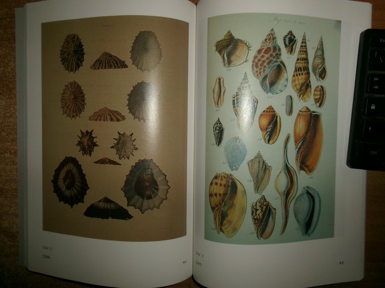 ERMINIO CAPROTTI. L' illustrazione Malacologica dal 1800 al 1868. BIBLIOGRAFIA