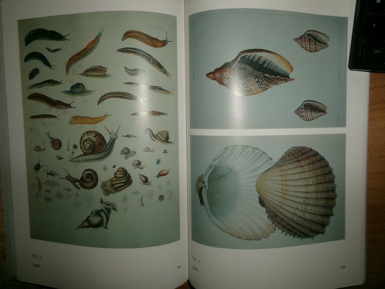 ERMINIO CAPROTTI. L' illustrazione Malacologica dal 1800 al 1868. BIBLIOGRAFIA