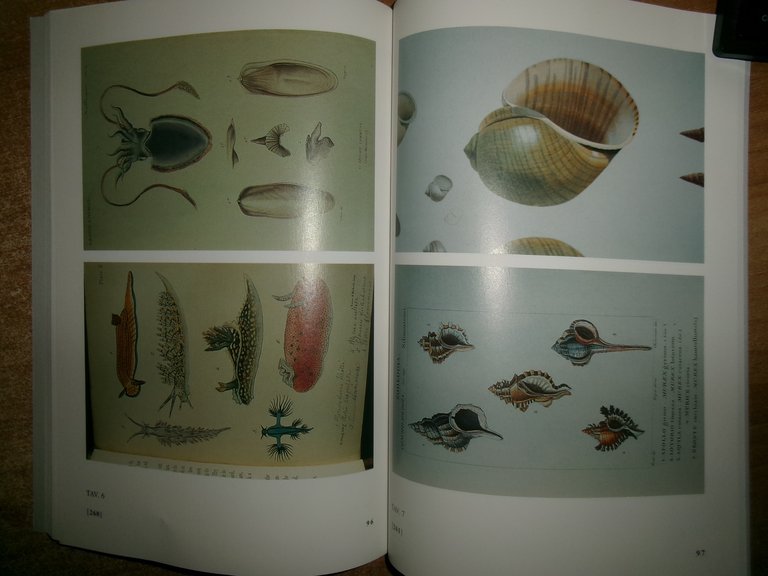 ERMINIO CAPROTTI. L' illustrazione Malacologica dal 1800 al 1868. BIBLIOGRAFIA