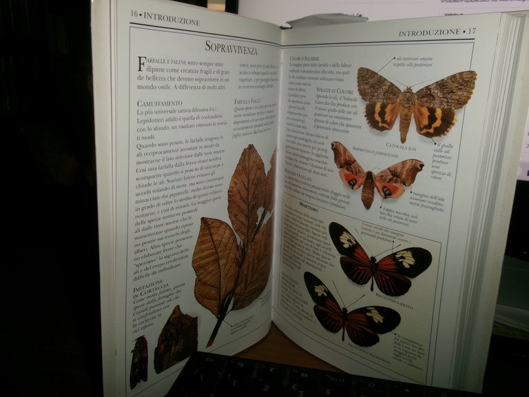 Farfalle e falene - David Carter - 1999 | Immagine Gallery 4
