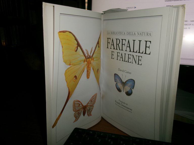 Farfalle e falene - David Carter - 1999 | Immagine Gallery 5