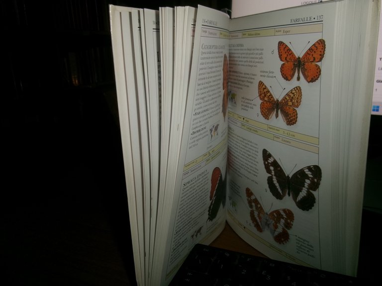 Farfalle e falene - David Carter - 1999 | Immagine Gallery 6