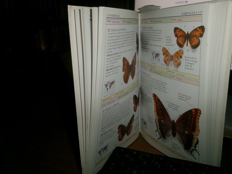 Farfalle e falene - David Carter - 1999 | Immagine Gallery 7