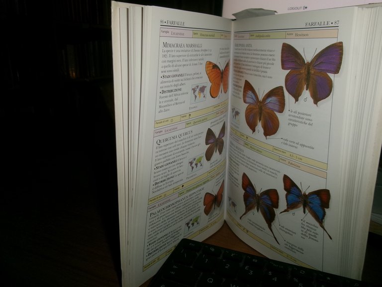 Farfalle e falene - David Carter - 1999 | Immagine Gallery 8