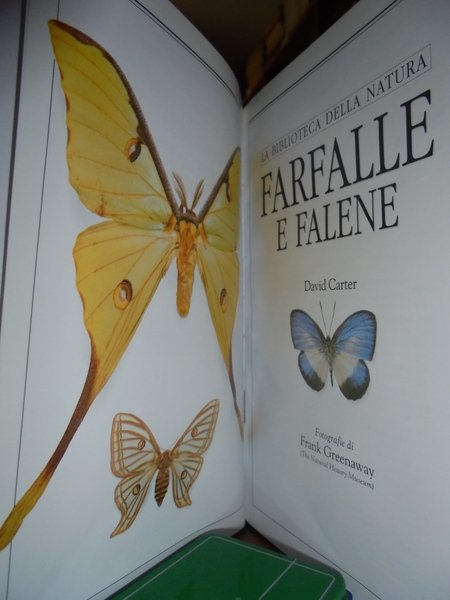 Farfalle e falene