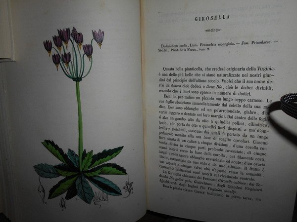 FLORA MEDICO-FARMACEUTICA