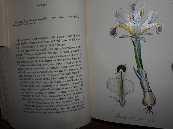 FLORA MEDICO-FARMACEUTICA