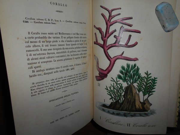 FLORA MEDICO-FARMACEUTICA