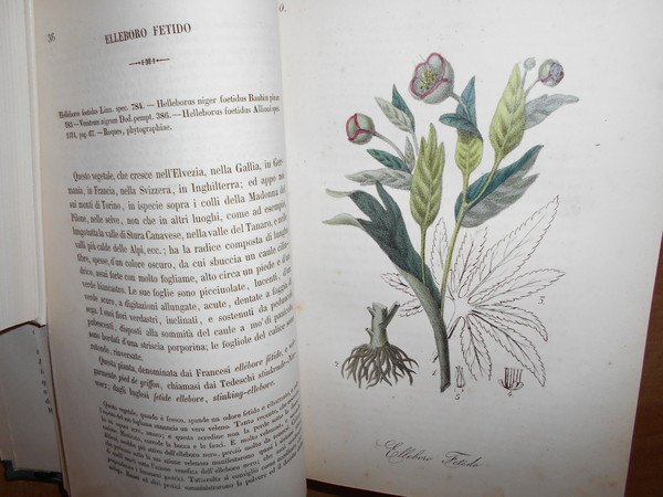 FLORA MEDICO-FARMACEUTICA