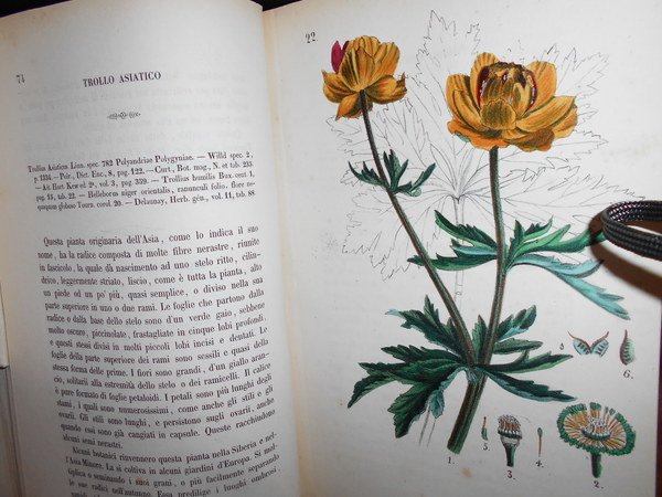 FLORA MEDICO-FARMACEUTICA