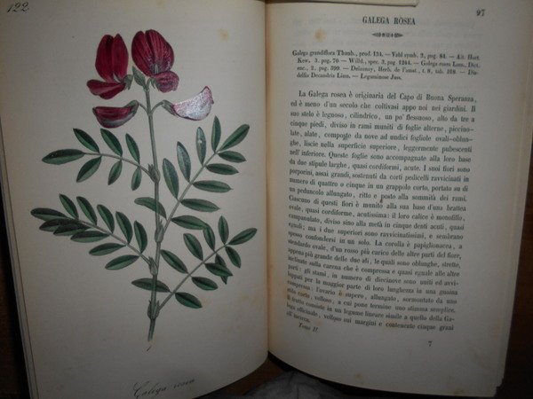 FLORA MEDICO-FARMACEUTICA