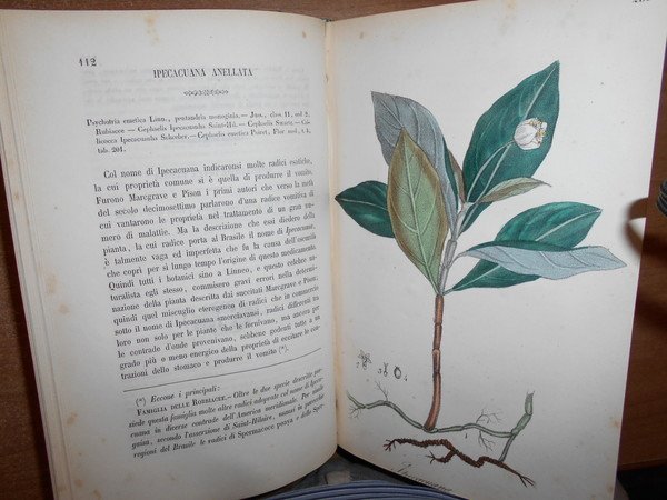 FLORA MEDICO-FARMACEUTICA