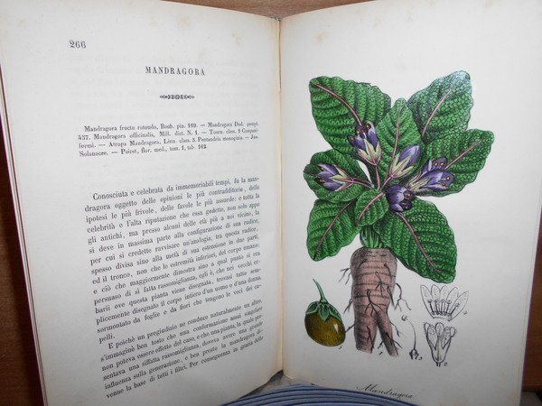 FLORA MEDICO-FARMACEUTICA
