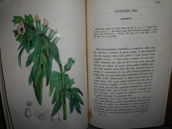 FLORA MEDICO-FARMACEUTICA